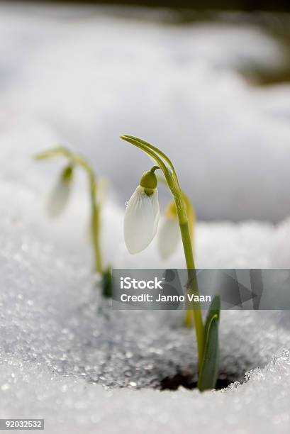 Photo libre de droit de Snowdrops banque d'images et plus d'images libres de droit de Arbre en fleurs - Arbre en fleurs, Arctique, Blanc