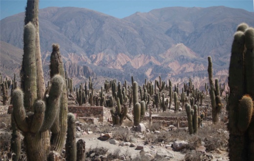 cactus campo en dryland de montaña photo