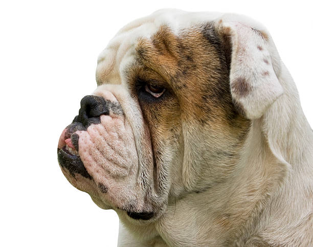 istock Eight-month-old English Bulldog profile on white background 92032668