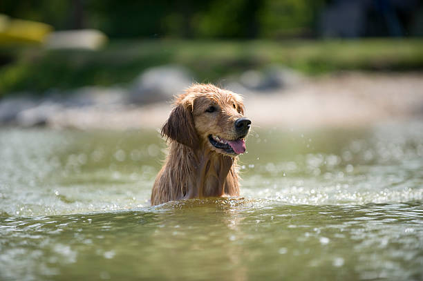 istock Dog stands in lake 92032764