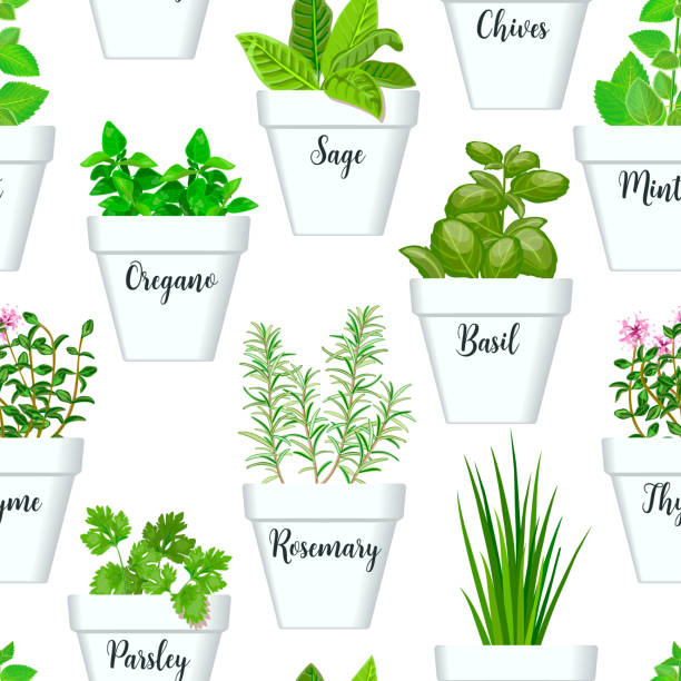 ilustrações de stock, clip art, desenhos animados e ícones de big icon seamless pattern vector set of culinary herbs in white pots with labels. green growing basil, sage, rosemary, chives, thyme, parsley, mint - parsley cilantro leaf leaf vegetable
