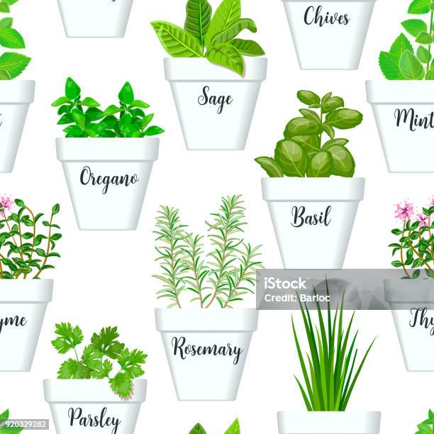 Big Icon Seamless Pattern Vector Set Of Culinary Herbs In White Pots With Labels Green Growing Basil Sage Rosemary Chives Thyme Parsley Mint Stock Illustration - Download Image Now