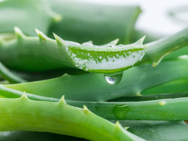 istock Aloe or Aloe vera fresh leaves and slices. 920331684