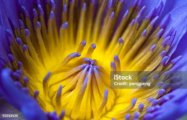 Lótus Roxo - Fotografias de stock e mais imagens de Fechado - Fechado, Flor, Perto