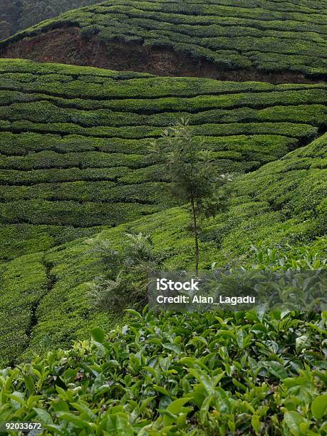 Herbata Plantation Munnar Indie - zdjęcia stockowe i więcej obrazów Bez ludzi - Bez ludzi, Fotografika, Indie