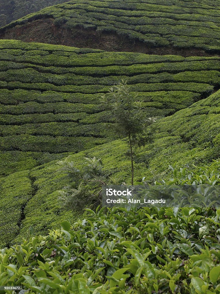 Plantação de chá, Munnar, Índia. - Foto de stock de Arbusto royalty-free