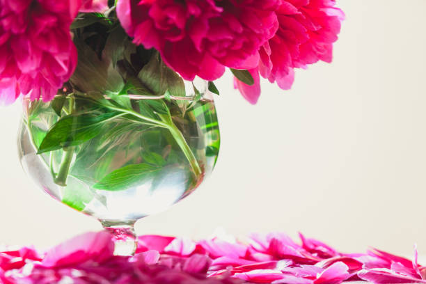 istock Bouquet of red peonies in vase on white background 920339366