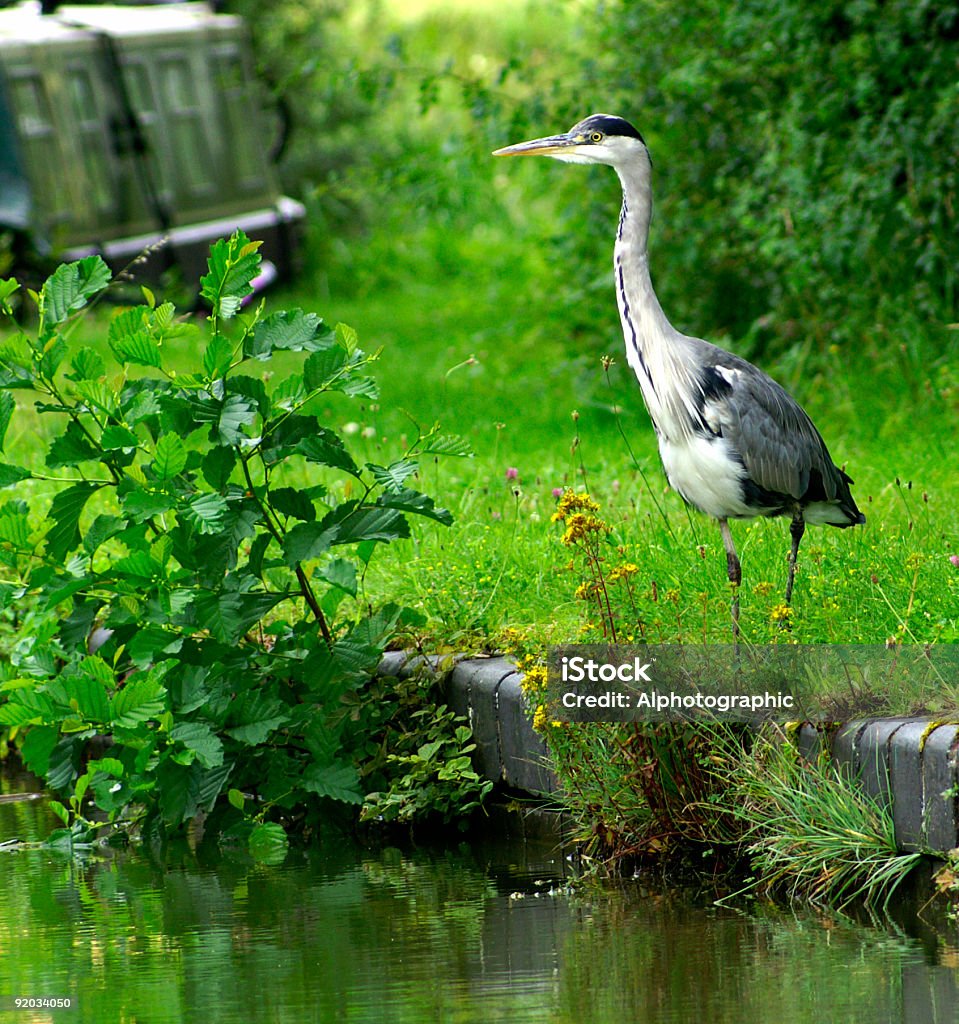 Airone grigio europea - Foto stock royalty-free di Canale