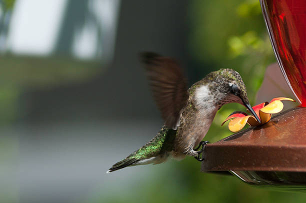 istock Adult female ruby throated hummingbird winks while hovering to feed 92034055