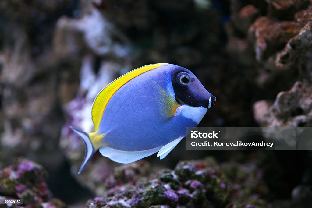 Acanthurus leucosternon aquário peixes, - Foto de stock de Barbeiro - Peixe Tropical royalty-free