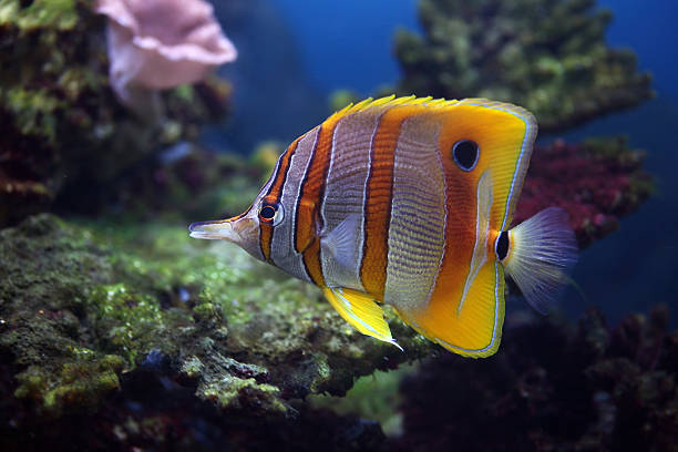 istock Aquarium fish, Sixspine butterfly-fish 92034155