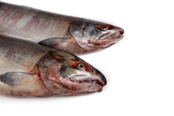 istock Chum salmons 920341858
