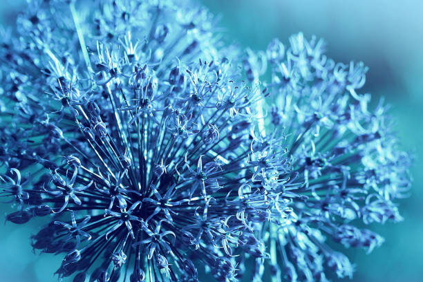 istock Beautiful spring pattern background with blue flower . Close up of Allium flower 920342614