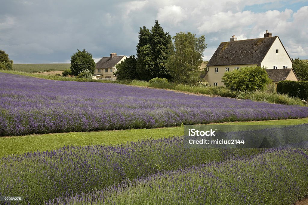 Cottage in einem Feld von Lavendel - Lizenzfrei Baum Stock-Foto
