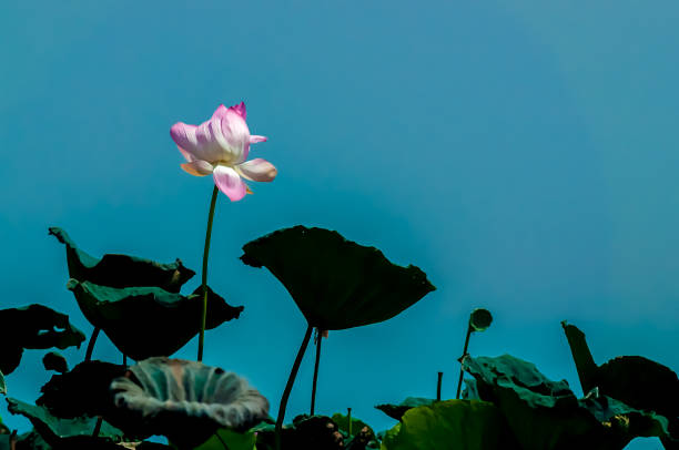 istock pink lotus on long stem against blue sky 920345204