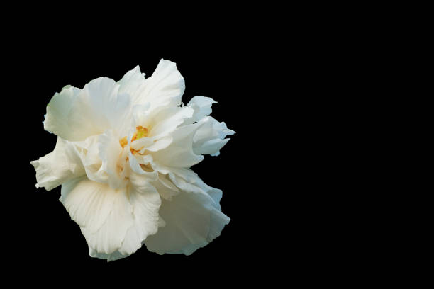 istock White Cotton rose isolated on black background. Confederate rose (Hibiscus mutabilis L) 920345214