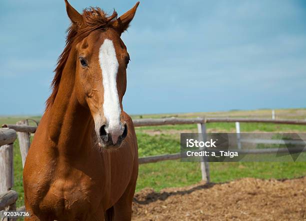 Cavalli Ritratto Farm Cielo Blu E Verde Erba - Fotografie stock e altre immagini di Ambientazione esterna - Ambientazione esterna, Animale, Animale domestico