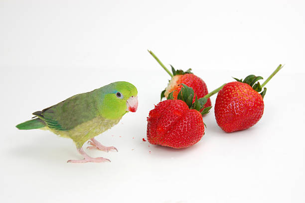 A Pacific Parrotlet (