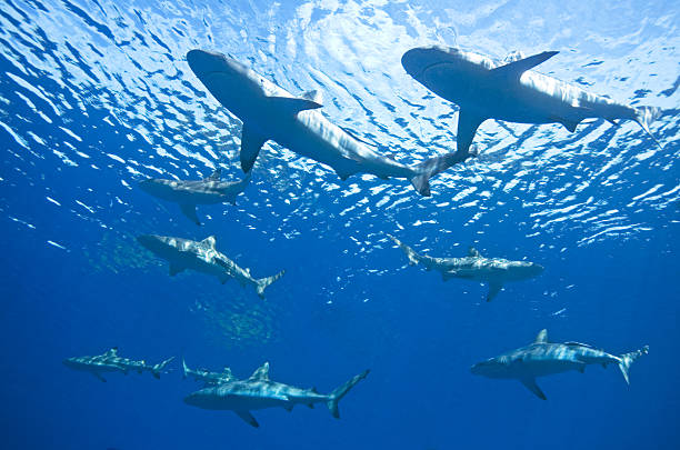 School of sharks in shallow water a school of nine reef sharks swimming together underwater school of fish photos stock pictures, royalty-free photos & images