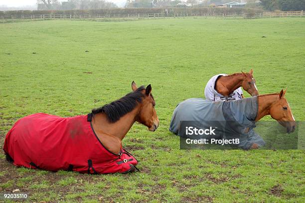 3 つの馬を誇ります - ウマのストックフォトや画像を多数ご用意 - ウマ, 眠る, ウマ科