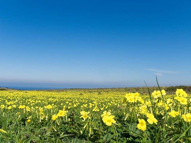 istock Meadow filled with yellow flowers in spring 92035352