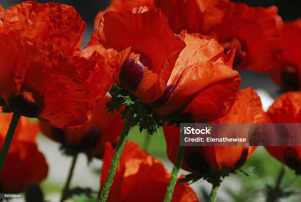 Закрыть Остров poppies - Стоковые фото Без людей роялти-фри