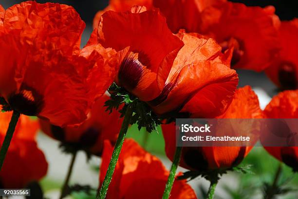 Закрыть Остров Poppies — стоковые фотографии и другие картинки Без людей - Без людей, Близко к, Большая группа объектов