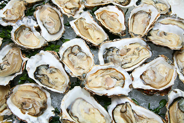 ostrica - oyster foto e immagini stock