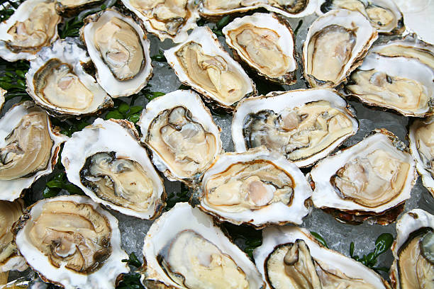 Oyster  oyster photos stock pictures, royalty-free photos & images