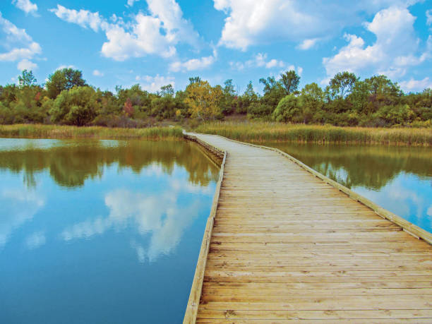 istock Wooden foot bridge in public park. 920356084