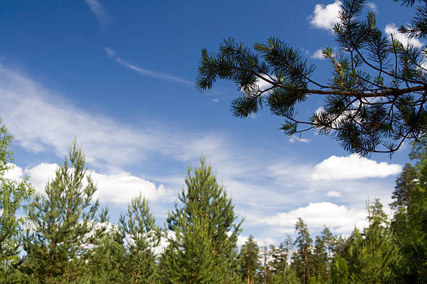 spruce forest - piny zdjęcia i obrazy z banku zdjęć