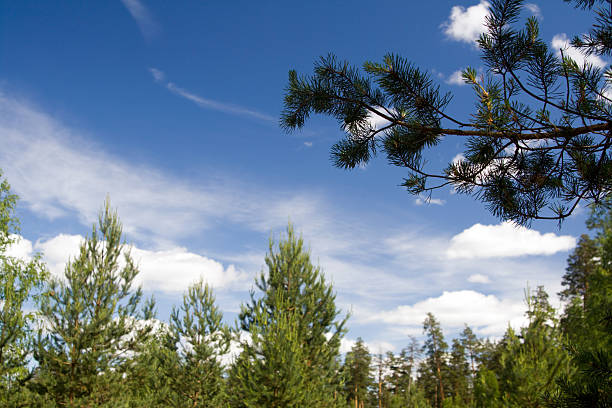 spruce лес - piny стоковые фото и изображения