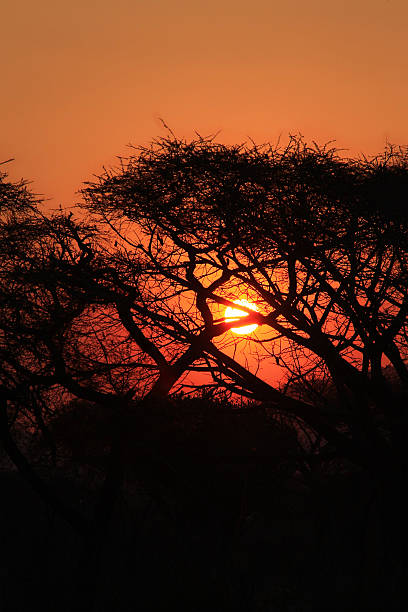 Tropical sunset in african bush  africa sunset ruaha national park tanzania stock pictures, royalty-free photos & images