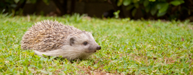 Cute little dwarf hedgehog Looking for something to eat. High quality photo