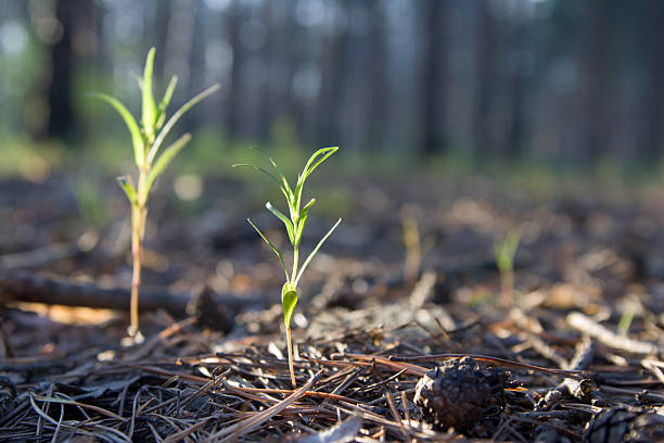 sprouts en piny madera - piny fotografías e imágenes de stock