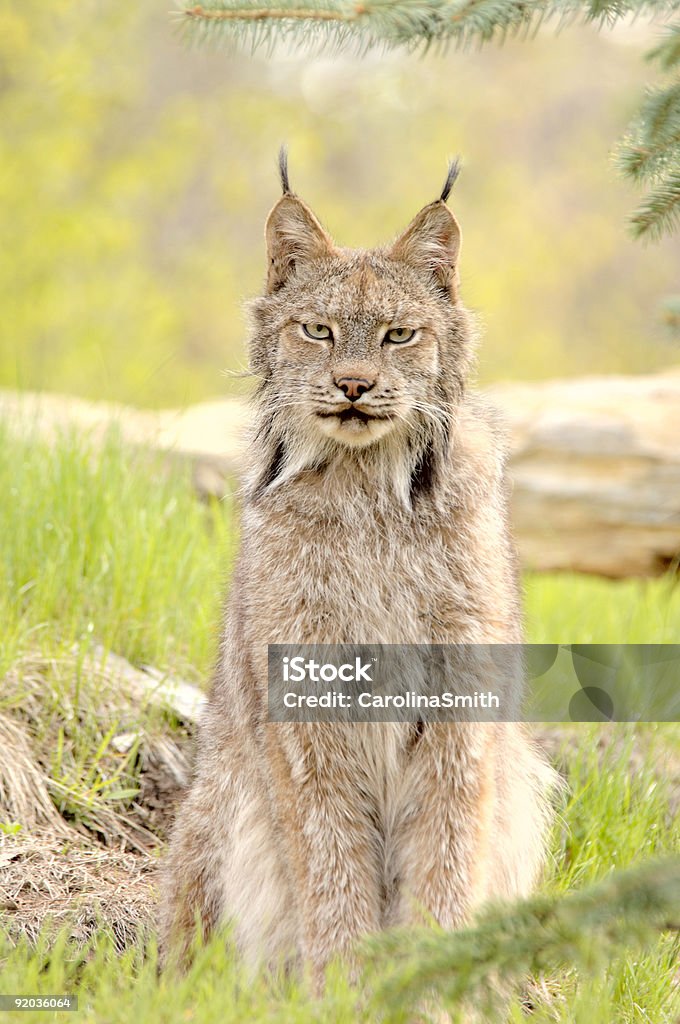 Lynx canadensis, sitting  Animal Stock Photo