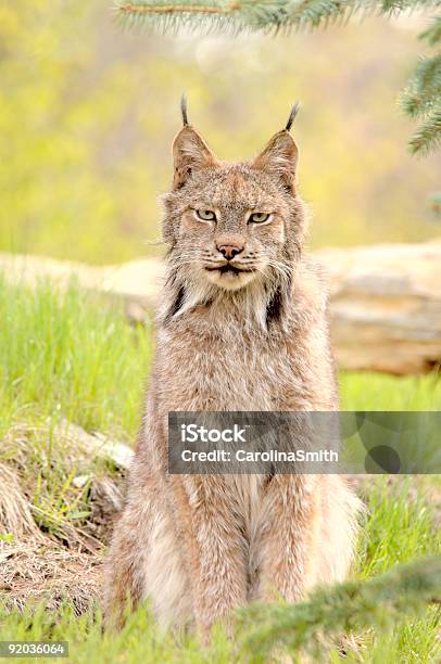 Lynx Canadensis Sitting Stock Photo - Download Image Now - Animal, Animal Mouth, Animal Nose