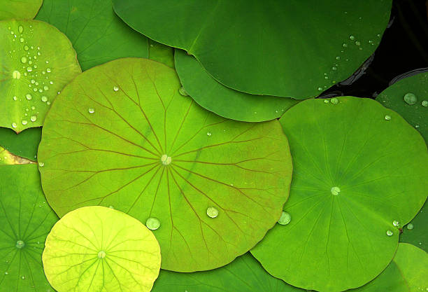 vert de nénuphar et de gouttes de rosée - lily photos et images de collection