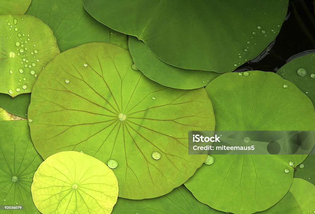 Verde ninfee e gocce di rugiada - Foto stock royalty-free di Ninfea