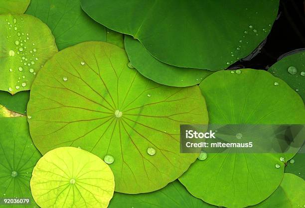 Verde Água E Gotas De Orvalho Liliáceas - Fotografias de stock e mais imagens de Nenúfar - Nenúfar, Plano de Fundo, Budismo