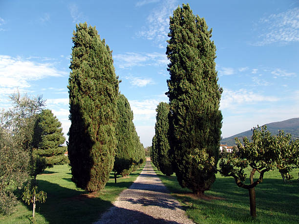 istock cypress road in tuscany 92036514