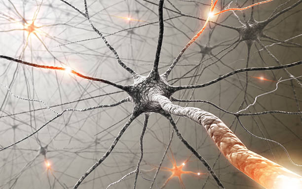 Neurons  Synapse stock pictures, royalty-free photos & images