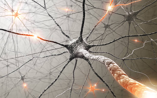 neurons - synapse - fotografias e filmes do acervo