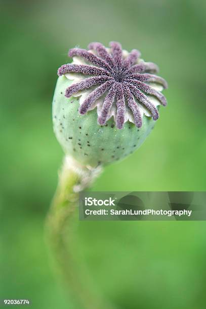 Photo libre de droit de Graine De Pavot Head banque d'images et plus d'images libres de droit de Cosse - Cosse, Couleur verte, Fleur - Flore