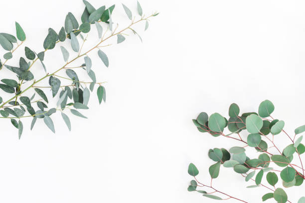 istock Eucalyptus leaves on white background. Flat lay, top view 920368012