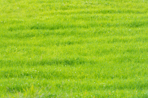 Green grass field in Scandinavia, Norway.