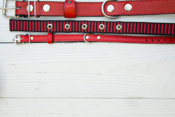 istock Pet care and walking concept 920368406