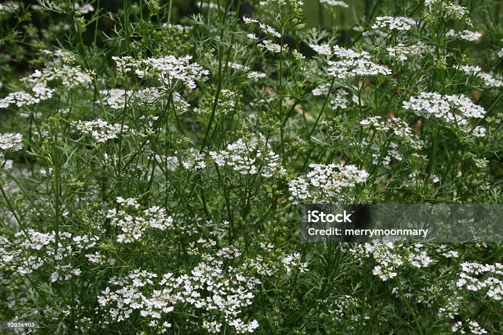 Cilantro aka Koriander - Lizenzfrei Blume Stock-Foto