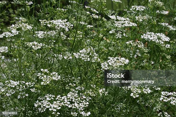 Cilantro Aka Koriander Stockfoto und mehr Bilder von Blume - Blume, Einjährig - Pflanzeneigenschaft, Farbbild