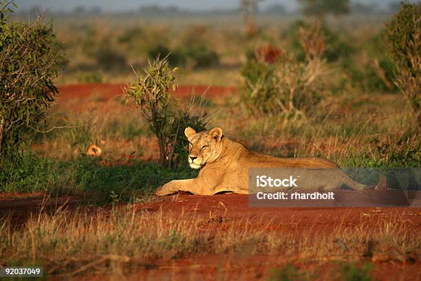 Lion In The Morning Sun Tsavo East National Park Kenya Stock Photo - Download Image Now